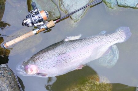 雨の天竜川ルアーフライテンカラ専用区